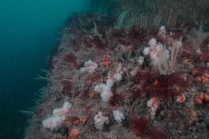 Reef habitat © Keith Hiscock